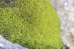 Hypodontium pomiforme