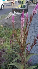 Celosia spicata