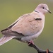 Eurasian Collared-Dove - Photo (c) mattecasti, some rights reserved (CC BY-NC)