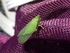 Rhynchomitra recurva