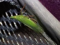 Rhynchomitra recurva