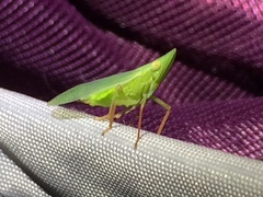 Rhynchomitra recurva