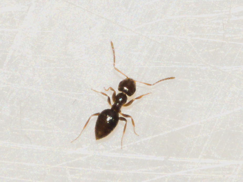 Brachymyrmex patagonicus