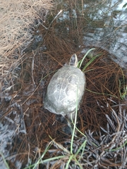 Cuora amboinensis couro