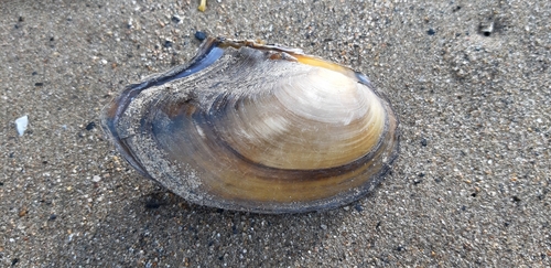 Duck Mussel, 4285 Woudrichem, Nederland, photo 7 of 10