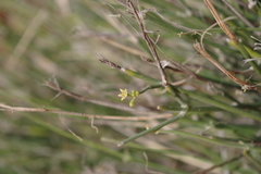 Leptadenia pyrotechnica