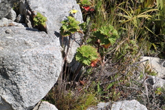 Pelargonium cucullatum strigifolium