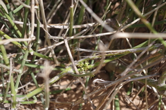 Leptadenia pyrotechnica