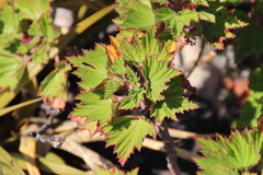 Pelargonium cucullatum strigifolium