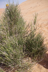 Leptadenia pyrotechnica