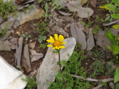 Grindelia inuloides