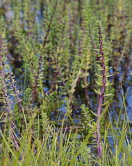 Hippuris tetraphylla