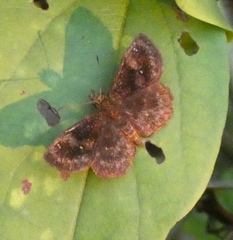 Staphylus ascalon