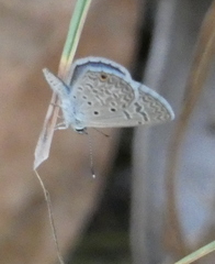 Hemiargus hanno