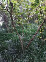 Cercis chinensis