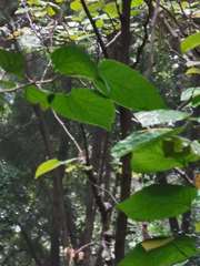 Cercis chinensis