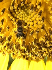 Halictus poeyi