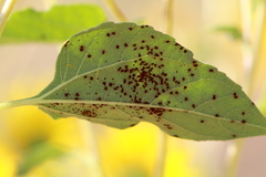 Puccinia helianthi