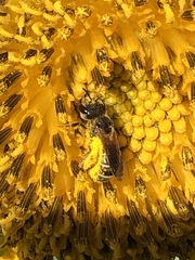 Halictus poeyi