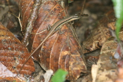 Sphenomorphus