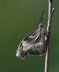 Libythea