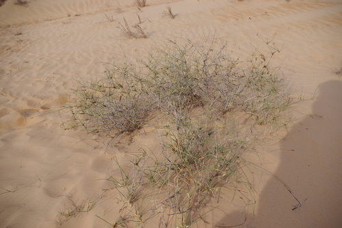 desert grass