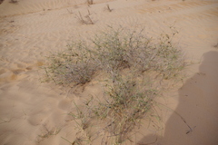 Panicum turgidum