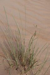Panicum turgidum
