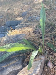 Tracheophyta