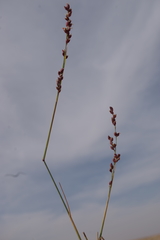 Panicum turgidum