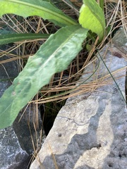 Tracheophyta