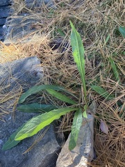 Tracheophyta