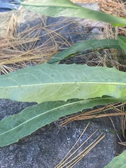 Tracheophyta