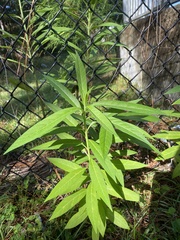Asclepias curassavica
