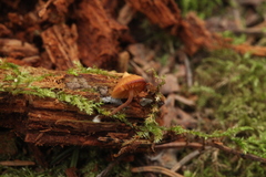 Galerina triscopa