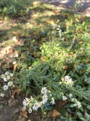 Symphyotrichum lanceolatum