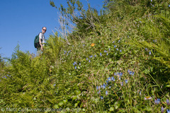 Gentiana platypetala