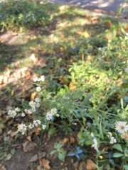 Symphyotrichum lanceolatum