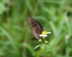 Euploea core amymone