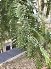 Sequoioideae