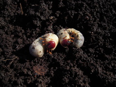 Oryctes nasicornis