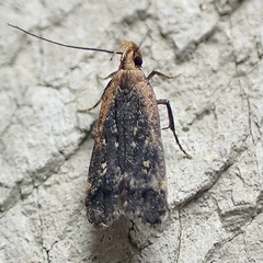 Dichomeris costarufoella