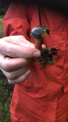 Xerocomellus zelleri