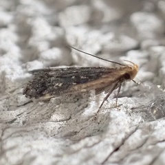 Dichomeris costarufoella