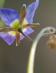 Heliophila digitata