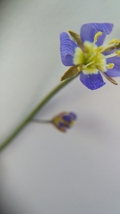 Heliophila digitata