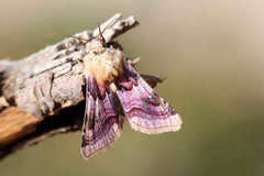 Periphanes delphinii