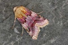 Periphanes delphinii