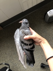 Columba livia domestica