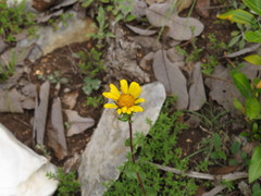 Grindelia inuloides